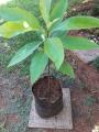 Fruits trees on sale