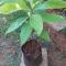 Avocado-tree