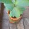 Guava-tree