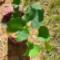 White-grapes-tree