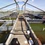 Conditioning ponds on our fish farm