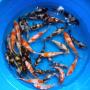 Medium a grade koi fish