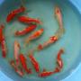 Our Wakin goldfish