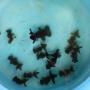 Our black moore goldfish