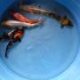 Our tategoi quality koi fish