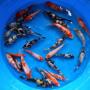 a grade koi fish