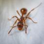 Ant Control