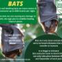 Bat Assessment & Proofing