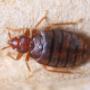 Bed Bug Control