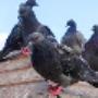Bird and Bird Lice