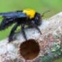 Carpenter Bee