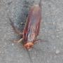 Cockroach Control