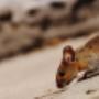 Mice Control