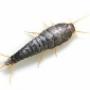 Silverfish Treatment