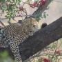 Leopard seen on Safari with Kruger Gateway Safaris