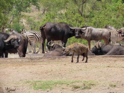 Waterhole-sighting-