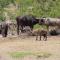 Waterhole-sighting-