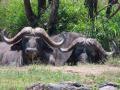 Full Day safari trip