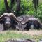 Buffalo-bulls-in-the-mud-
