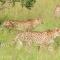Cheetah-on-the-prowl-