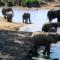 Elephants-at-waterhole-