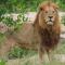 King-Simba-