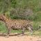 Leopard-marking-territory