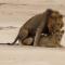 Mating-Lions