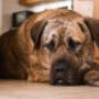 Relaxing dog