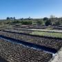 Our Eco Friendly Plant Nursery pic 3