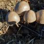 Some Fungi growing around our property. P1