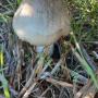 Some Fungi growing around our property. P2