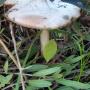 Some Fungi growing around our property. P3