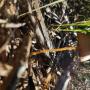 Some Fungi growing around our property. P4