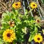 Some beautiful flowering plants in our Nursery. P10