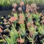Some beautiful flowering plants in our Nursery. P11
