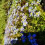 Some beautiful flowering plants in our Nursery. P15