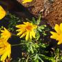 Some beautiful flowering plants in our Nursery. P17