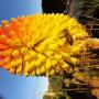 Some beautiful flowering plants in our Nursery. P21