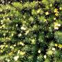Some beautiful flowering plants in our Nursery. P23