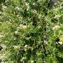 Some beautiful flowering plants in our Nursery. P24