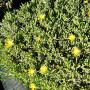 Some beautiful flowering plants in our Nursery. P2