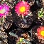 Some beautiful flowering plants in our Nursery. P4