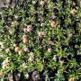 Some beautiful flowering plants in our Nursery. P5