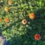 Some beautiful flowering plants in our Nursery. P6
