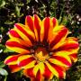 Some beautiful flowering plants in our Nursery. P7