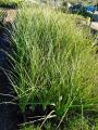 BULK PLANT SPECIAL ON NOW!