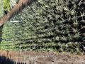 BULK-WILD-GARLIC-FOR-SALE