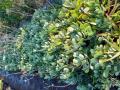 BULK PLANT SPECIAL!
