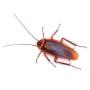Cockroach Control